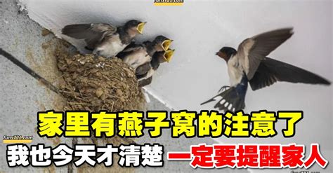 家裡飛來燕子|「鳥界風水大師」燕築巢報喜訊 民俗專家：4生肖準備。